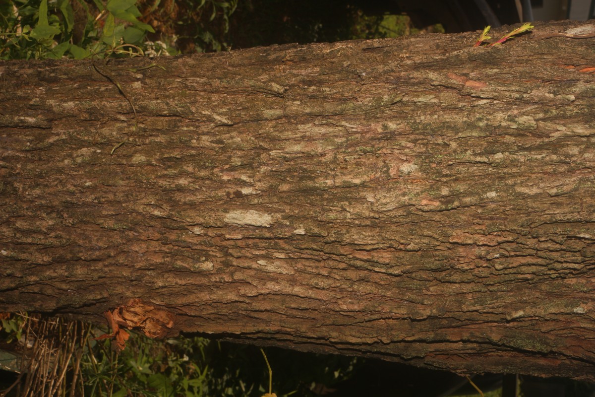 Melaleuca bracteata F.Muell.